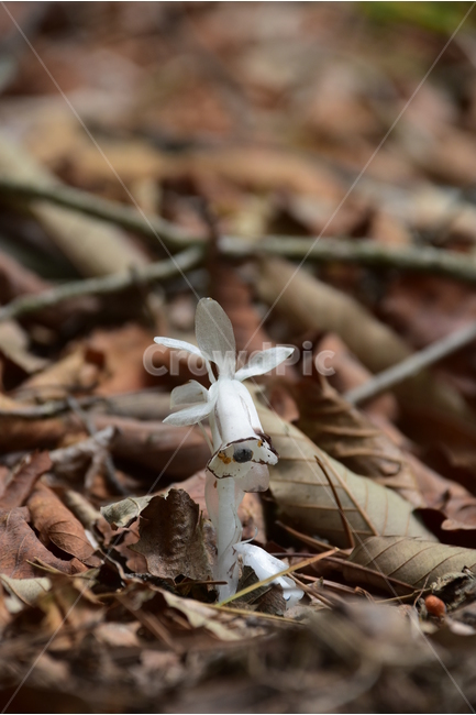 나도수정초,야생화,생태,식물,자연,꽃,힐링,플라워,계절,wildflower,flower,plants,nature,season,감성,느낌,emotion,feeling,진달래과,진달래속,희귀식물,부생식물,여름꽃,식물,자연,plants,nature,꽃,flower
