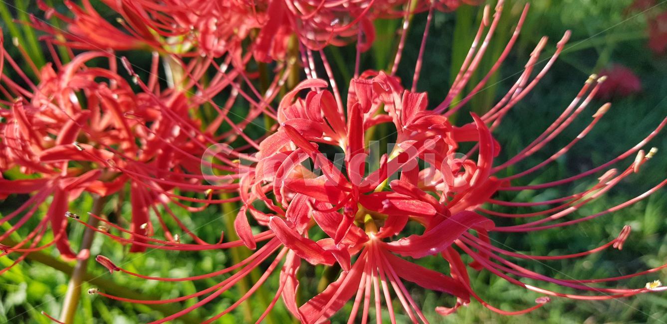 상사화,붉은색,정열,사랑,빨강,레드,꽃,식물,자연,plants,nature,꽃,flower