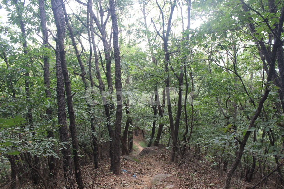 통로,나무,tree,path,ground,자연,풍경,nature,landscape,나무,trees,wood,바닥,plant,식물