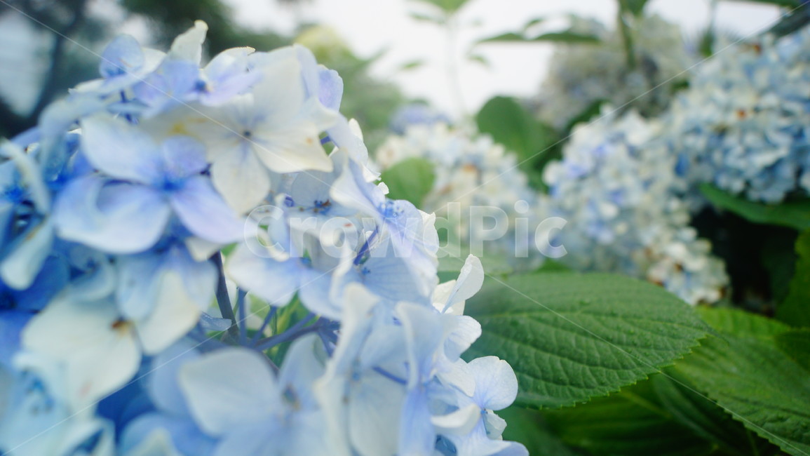 수국,여름,파란나비,관광지,휴양지,식물,자연,plants,nature,꽃,flower