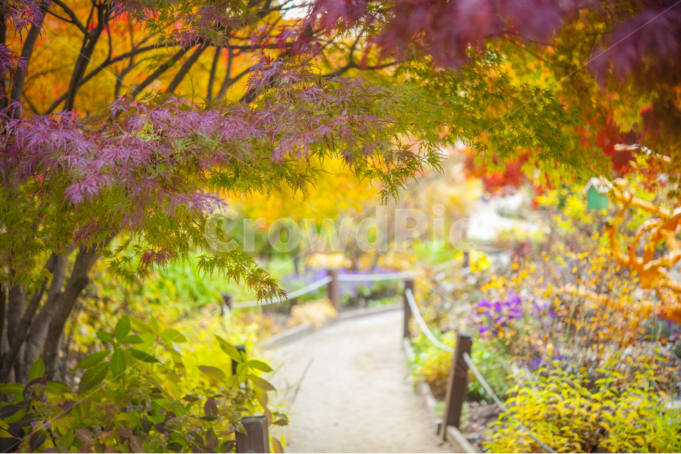 가을,가을문,단풍,숲속,둘레길,힐링,가을,계절,fall,autumn,season,tree,나무,plant,식물