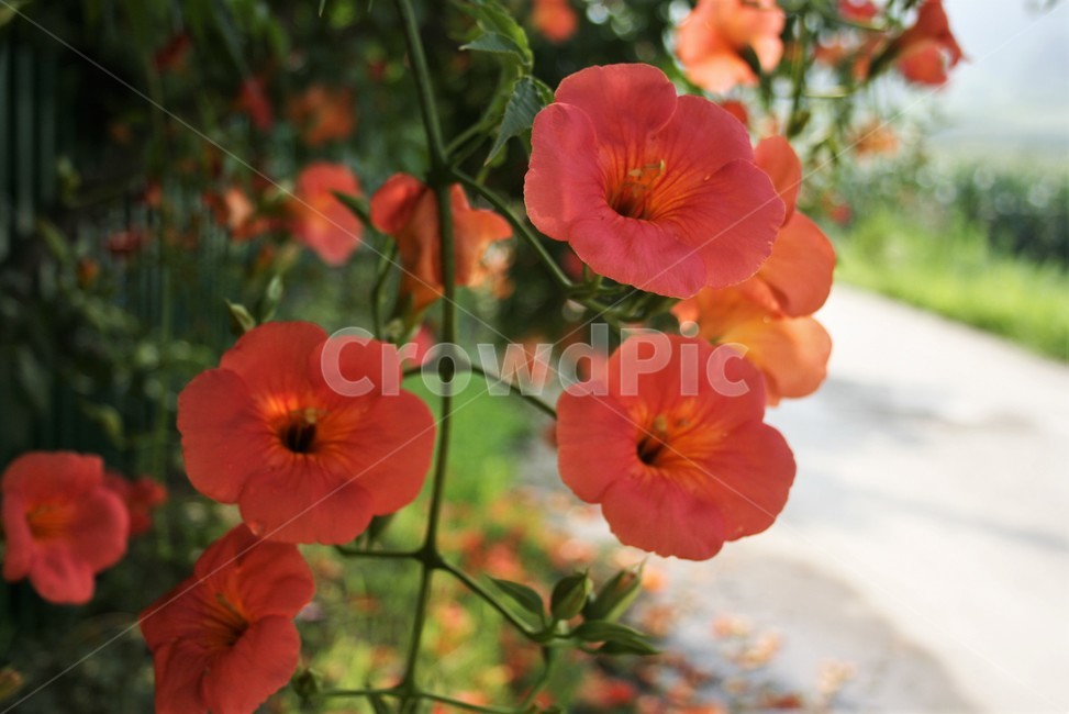 능소화,금등화,능소화과,중국원산,덩굴나무,관상수,약용식물,식물,자연,plants,nature,꽃,flower