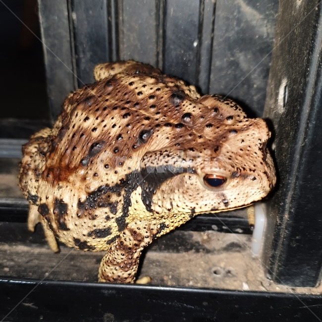 두꺼비,toad,야생동물,야생,파충류
