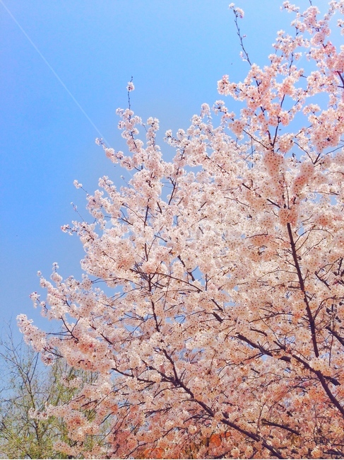 봄,spring,꽃,flower,나무,벚꽃,벚꽃나무,자연,nature,하늘,sky,봄꽃,감성사진,감성,emotion,풍경,landscape,봄,계절,spring,season,식물,자연,plants,nature,꽃,flower,plant,blossom