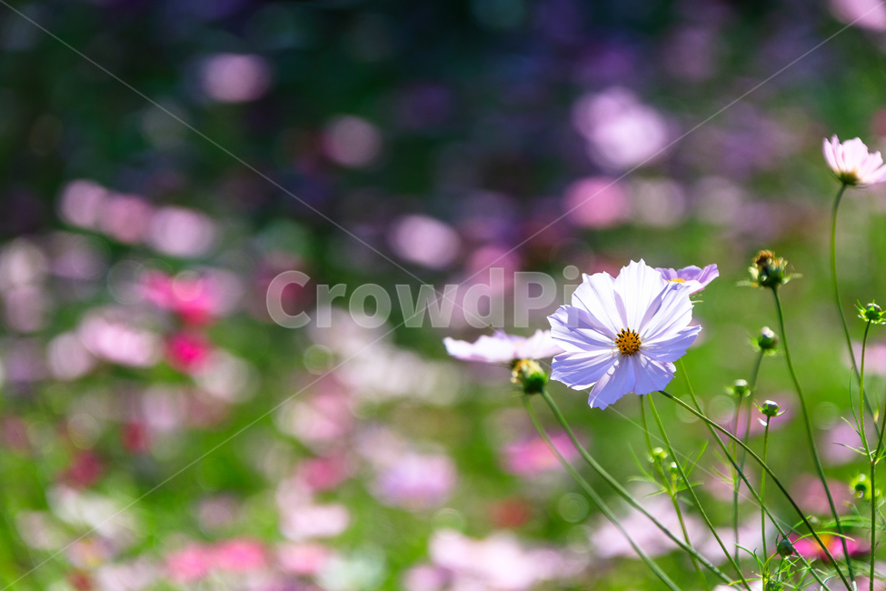 코스모스,꽃,가을,꽃잎,잎,식물,가을,계절,fall,autumn,season,식물,자연,plants,nature,꽃,flower,plant,blossom,daisy,데이지,daisies