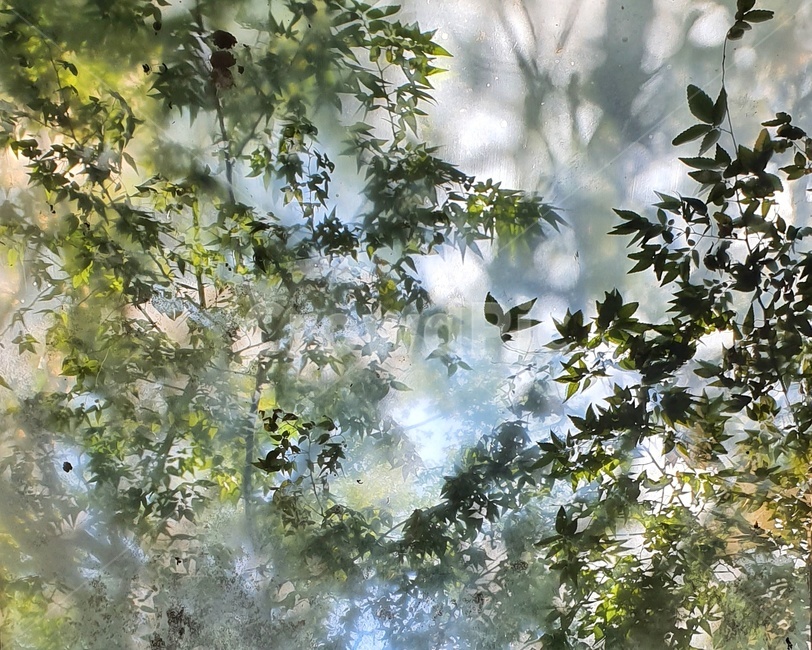 plant,식물,leaf,잎,vegetation,초목,green,초록,nature,자연,tree,나무,식물,자연,plants,nature