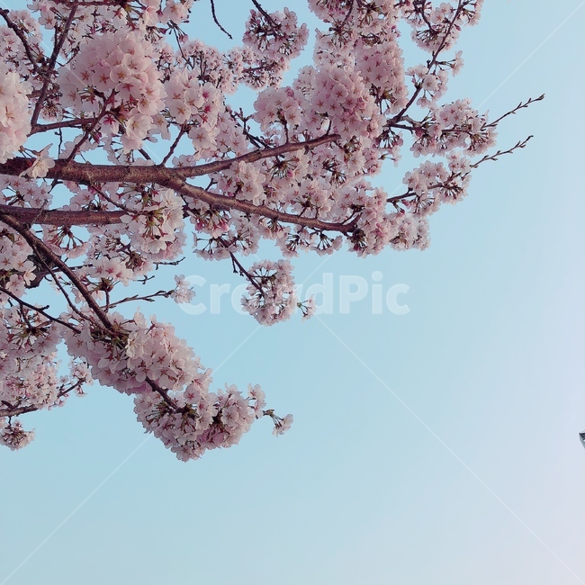 봄,꽃,봄풍경,벚꽃,벚꽃사진,풍경사진,하늘,감성사진,봄,계절,spring,season,식물,자연,plants,nature,꽃,flower,plant,blossom