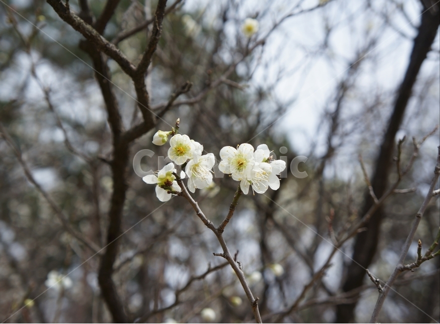 plant,식물,blossom,벚꽃,꽃
