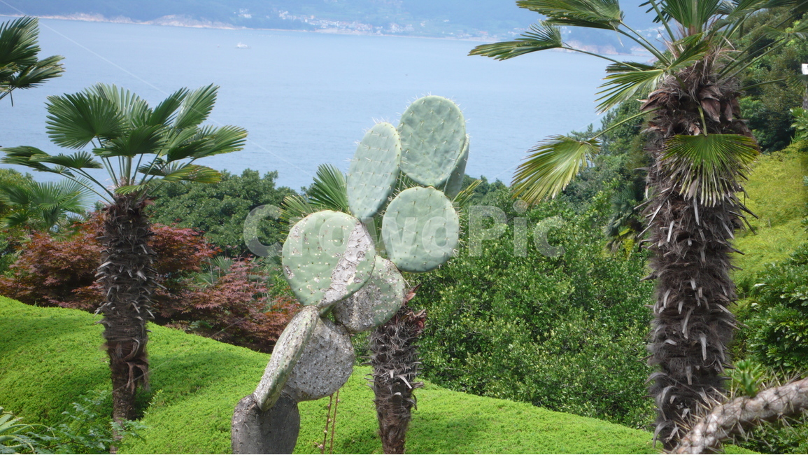 외도,섬,바다,선인장,종려나무,자연,식물,자연,plants,nature