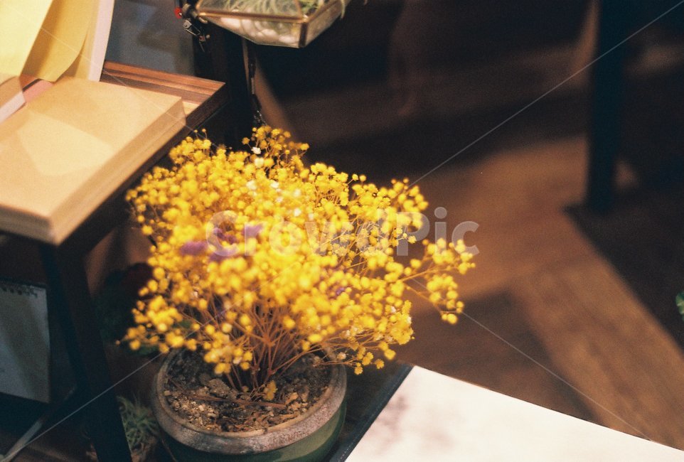 식물,plant,blossom,꽃,flower,필름사진,감성사진,꽃,flower