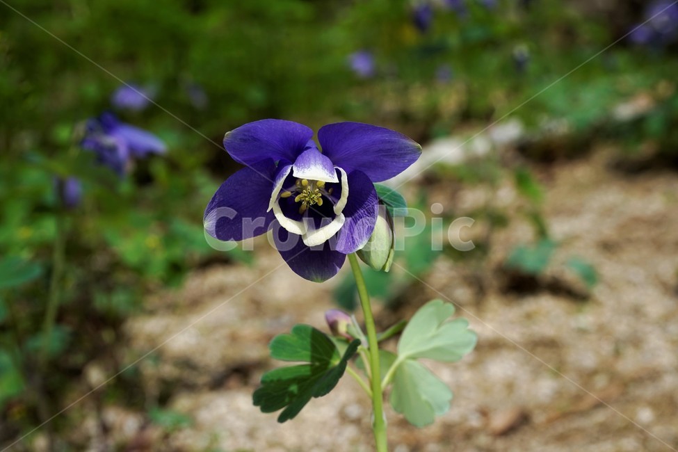 매발톱꽃,꽃,봄,만개,aquilegia,beforeflowering,bud,columbine,green,leaf,nature,plant,spring