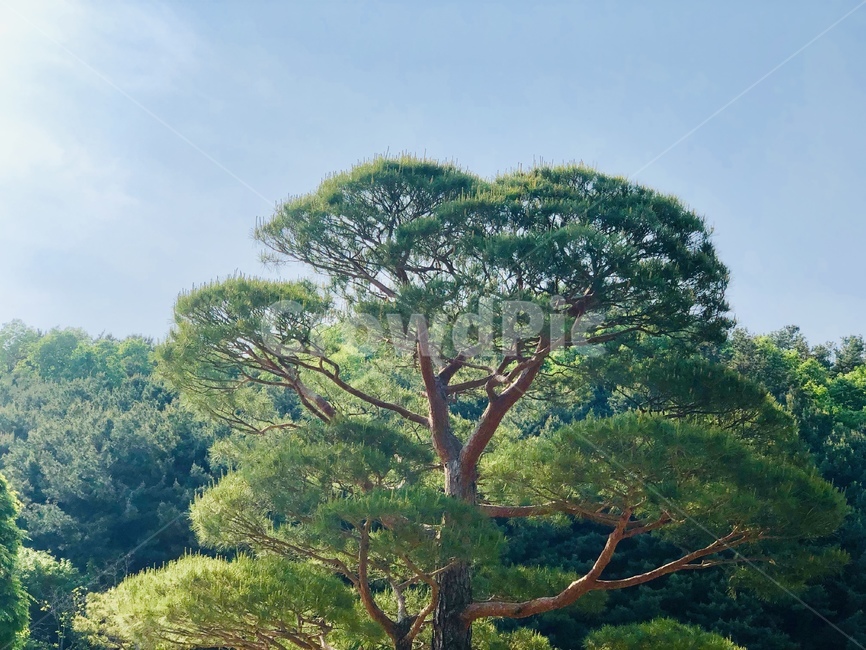나무,소나무,하늘,자연,초목,풍경,양평,나무,trees,wood