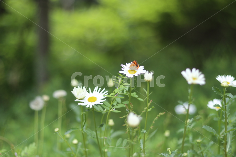 샤스타데이지,꽃,나비,봄,흰색꽃,초록,식물,자연,plants,nature,꽃,flower,동물,animal,곤충,벌레,insect,bug