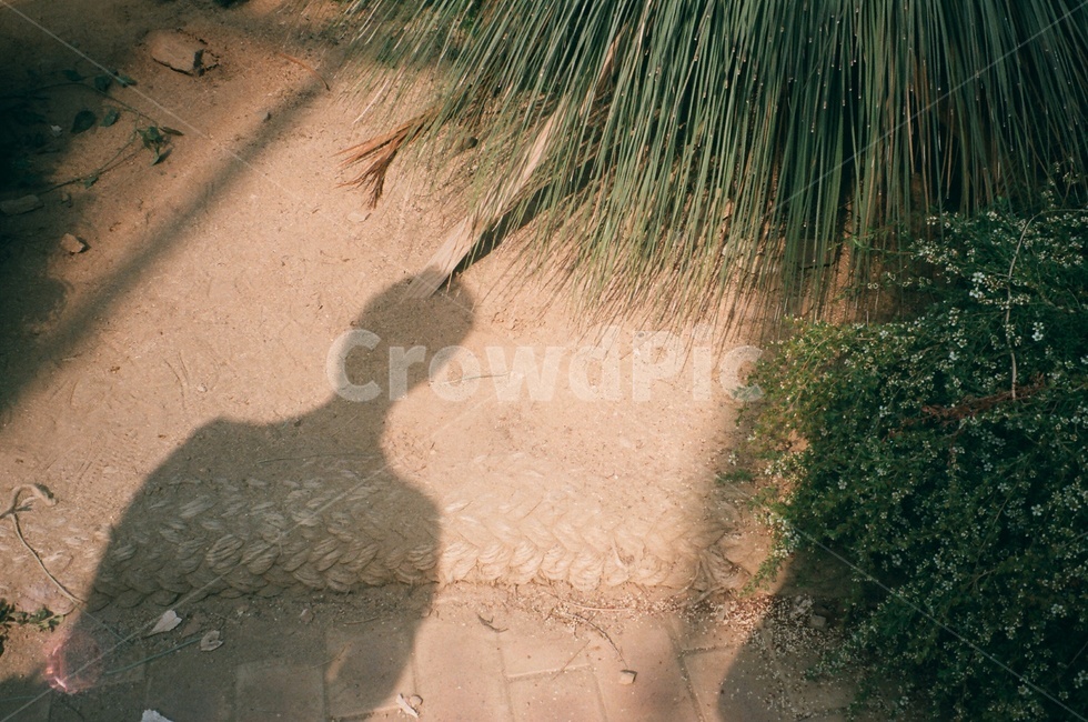 그림자,shadow,soil,흙,ground,바닥,sand,모래,outdoors,옥외,nature,자연,실내,필름,필름사진,film
