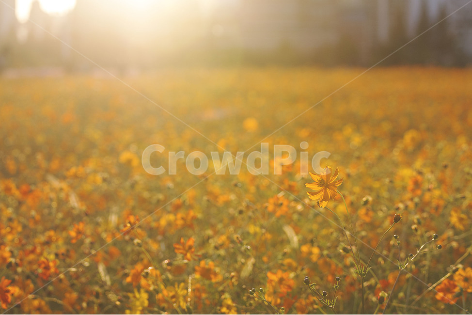 인천,계양꽃마루,코스모스,황화코스모스,가을,꽃,autumn,flower,풍경,landscape,가을,계절,fall,autumn,season,식물,자연,plants,nature,꽃,flower,outdoors,옥외,grassland,목초지,field,들