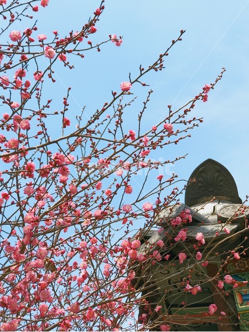 꽃,홍매화,나무,봄,계절,spring,season,식물,자연,nature,flower,한옥,기와,봄,계절,spring,season,식물,자연,plants,nature,꽃,flower,plant