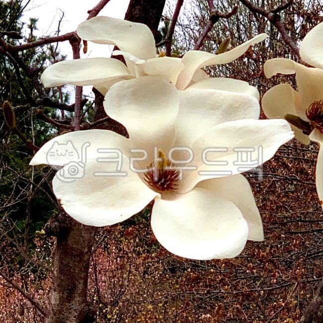 꽃,꽃잎,flower,목련,백목련,봄,봄꽃,spring,nature,magnolia,kobusmagnolia,white,petal,하양,하얀색,흰색,배경,자연