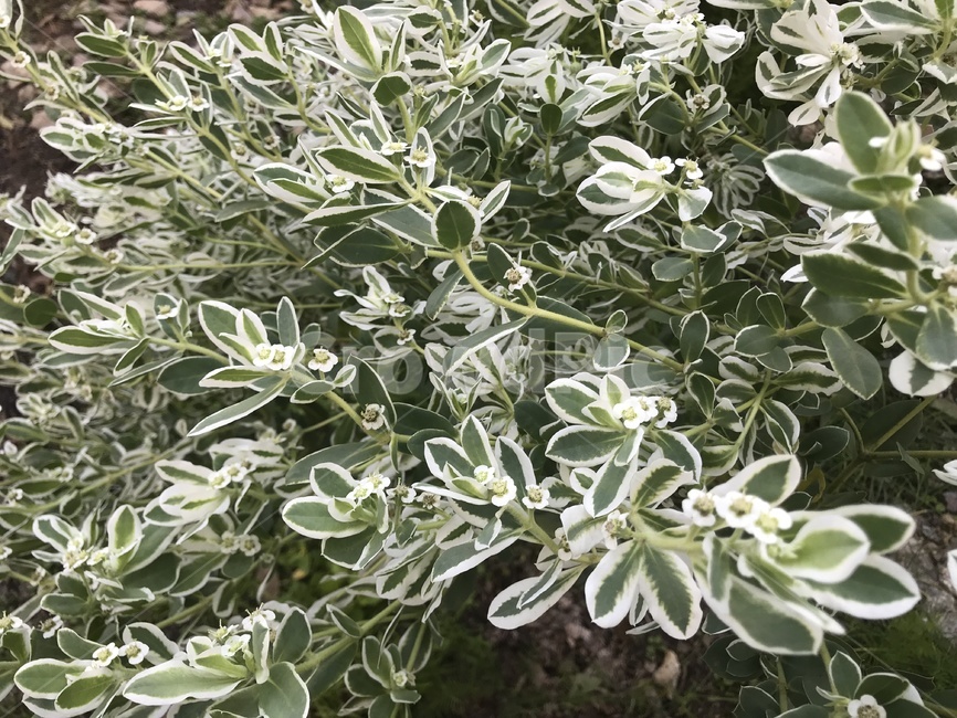 설악초,들꽃,풀,여름꽃,흰꽃,식물,자연,plants,nature