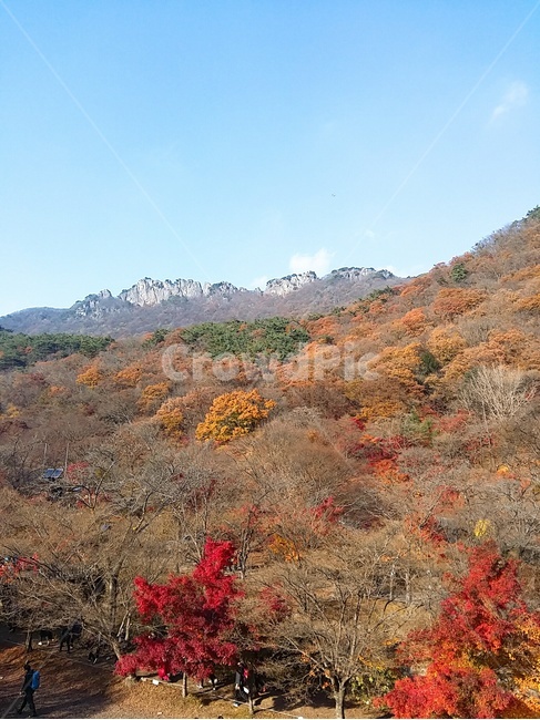 가을,단풍,빨강,노랑,산,쓸쓸,가을,계절,fall,autumn,season,leaf,잎,plant,식물,outdoors,옥외,nature,자연,tree,나무