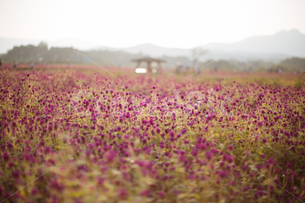 양주,나리공원,천일홍,식물,꽃,자연,풍경,nature,landscape,식물,plants,꽃,flower,blossom,plant,petal,꽃잎,field,들