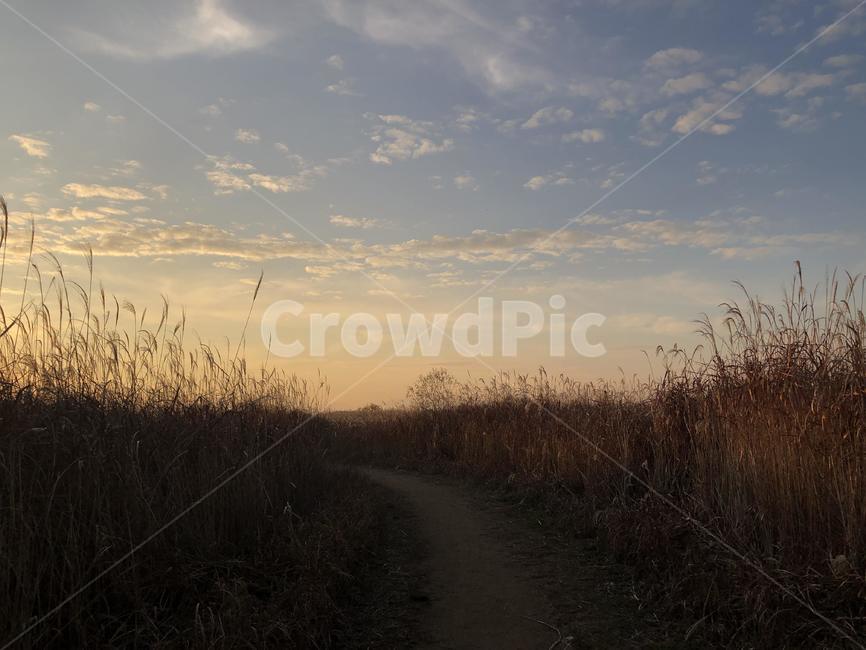 grass,plant,식물,lawn,잔디,reed,갈대,갈대밭,sky,autumn,하늘,가을하늘,감성사진