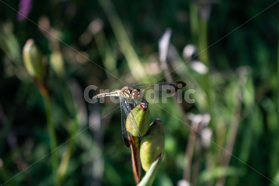 잠자리,dragonfly,드래곤플라이,곤충,휴식,날개,동물,animal,곤충,벌레,insect,bug