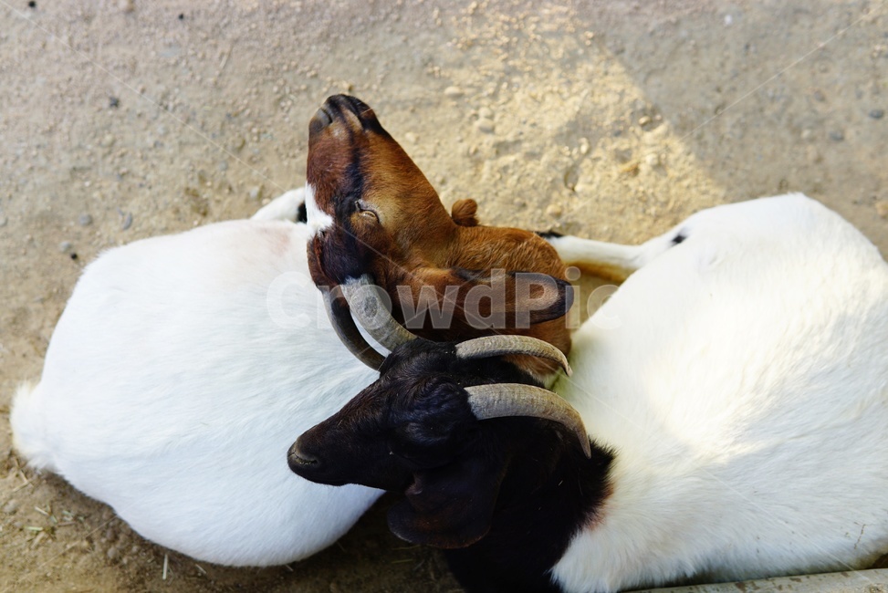 spotted goat,goat couple,Goat,goat horns,Seoul Grand Park