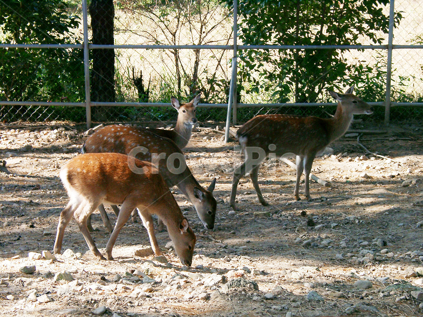 사슴,동물,꽃사슴,사슴농장,사슴사육장,동물,animal,포유류,mammal