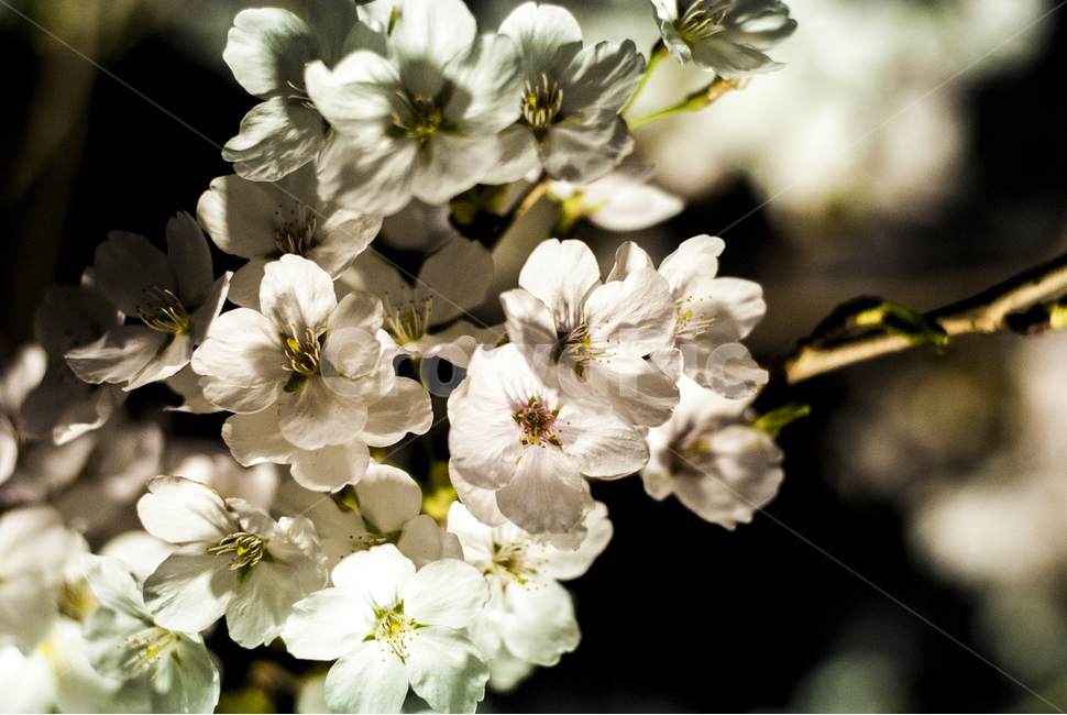cherryblossom,plant,식물,pollen,blossom,flower,꽃