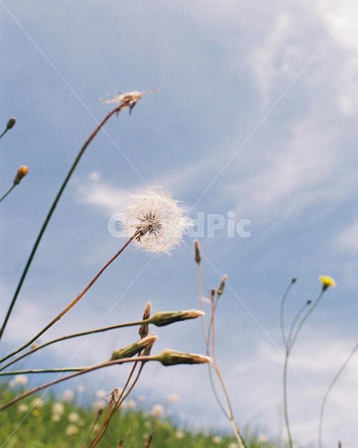 하늘,꽃,민들레,맑은,자연,필름,plant,식물,flower