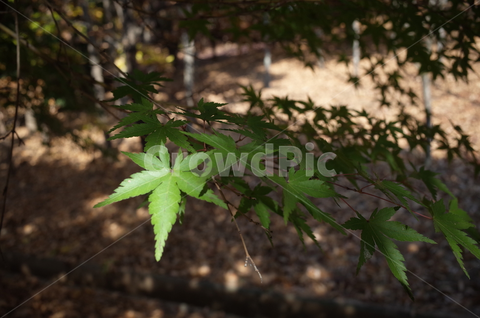가을,가을감성,단풍,단풍잎,가을단풍,식물,자연,plants,nature