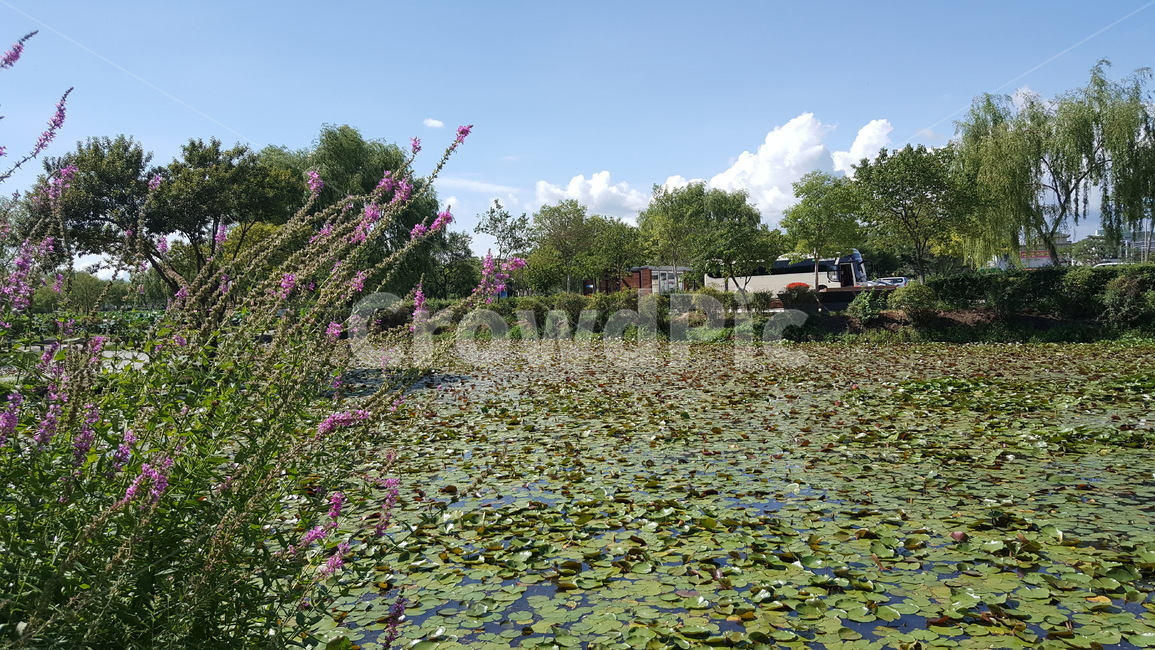 하늘,연꽃,꽃,식물,연못,식물,자연,plants,nature,꽃,flower