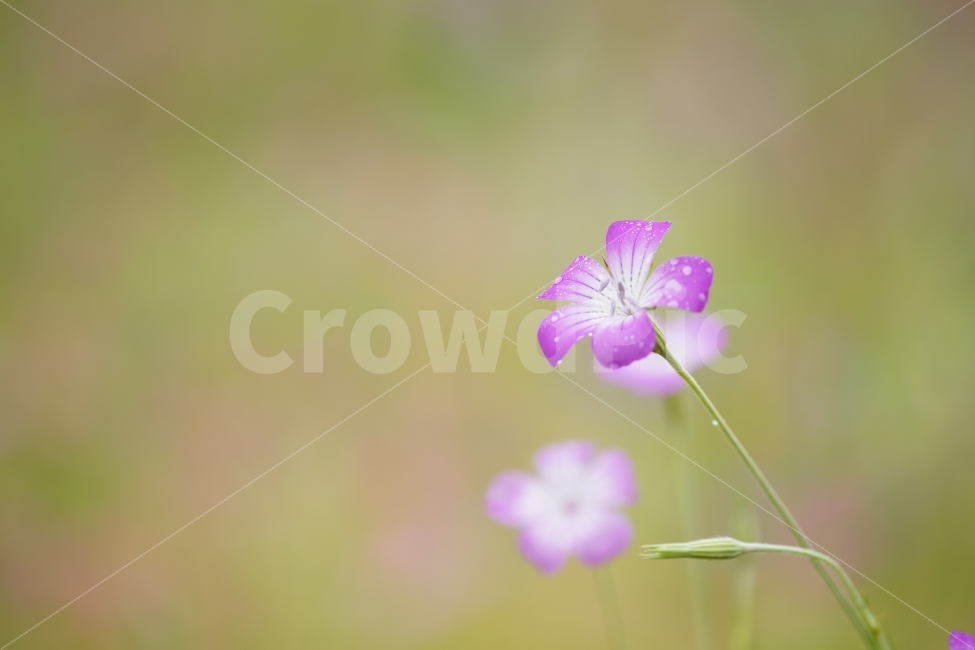 식물,꽃,감성,색감,비,들꽃,식물,자연,plants,nature,꽃,flower