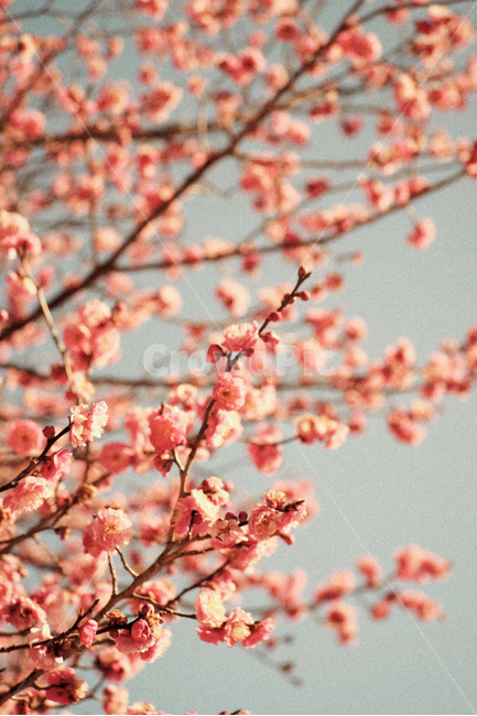 꽃,매화,홍매화,분홍색,하늘,식물,자연,flower,pink,sky,nature,plant,식물,자연,plants,nature,꽃,flower,감성,sensible,feeling,색깔,색상,색채,색감,color sense,color sensitivity,feeling of color