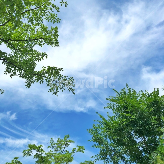 나무,하늘,구름,자연,감성사진,nature,배경화면,자연,풍경,nature,landscape,tree,plant,식물,outdoors,옥외