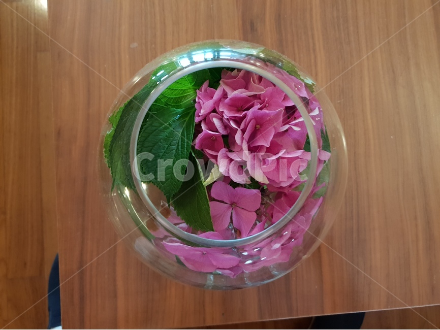 꽃,식물,화초,flower,꽃꽂이,분홍꽃,조화,실내용화초,화분,화초,house plant