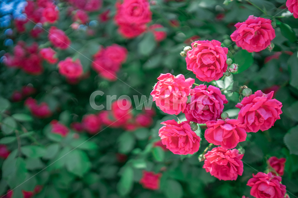 장미,하늘,분홍색,꽃잎,rose,싱그러운,식물,자연,plants,nature,꽃,flower