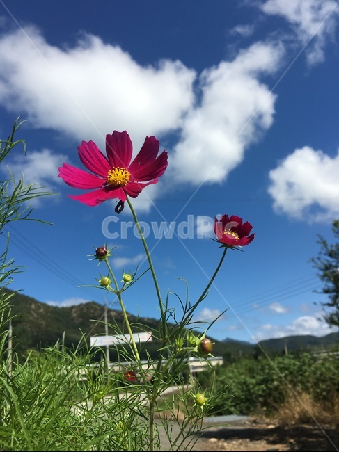 코스모스,flower,꽃,가을,식물,빨강코스모스,적코스모스,빨간코스모스