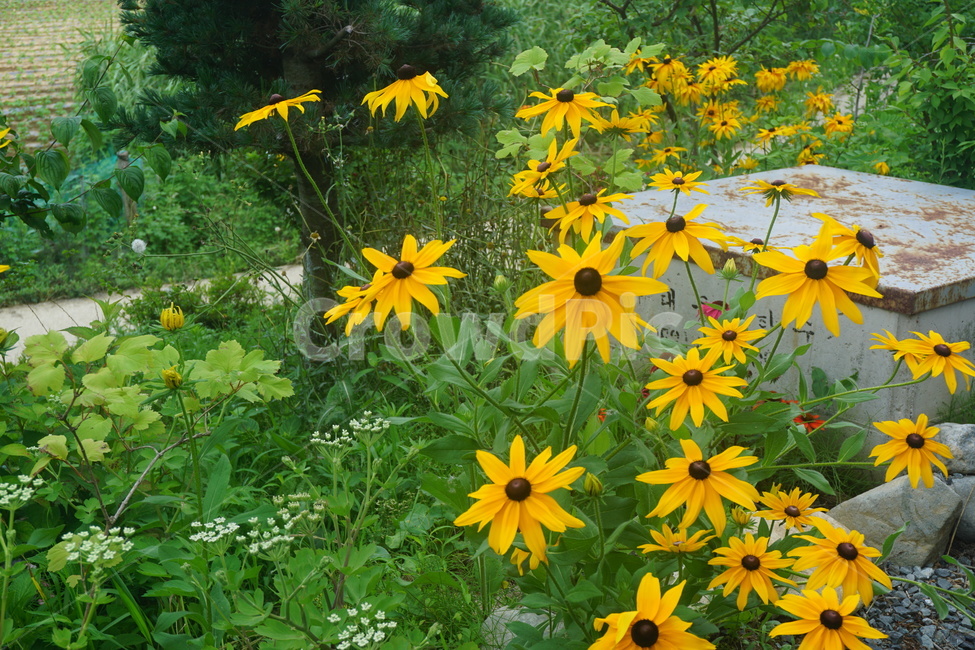 꽃,노란꽃,flower,꽃밭,풀,풀밭,노란색,노랑,길,들꽃