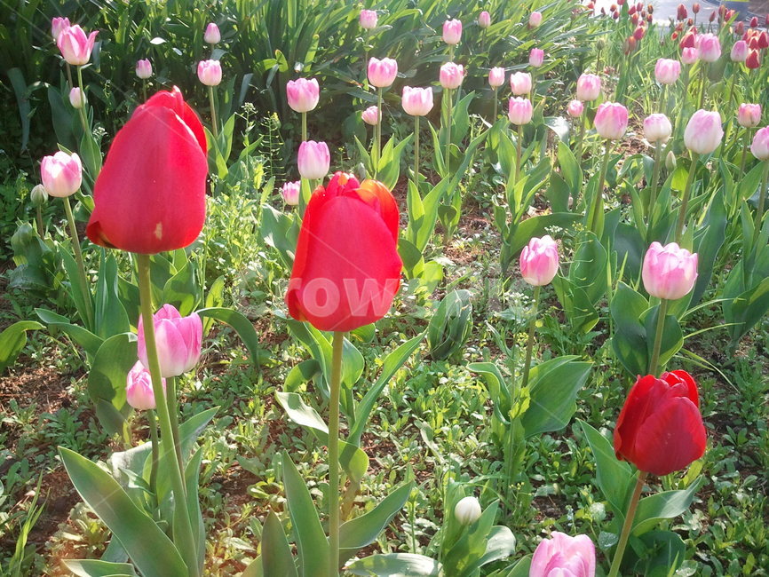 튤립,tulip,백합과,식물,꽃,구근초,여러해살이화초,식물,자연,plants,nature,꽃,flower
