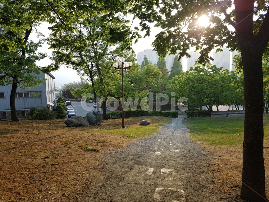 나무,흙길,자갈,tree,road,해질녘,초저녁