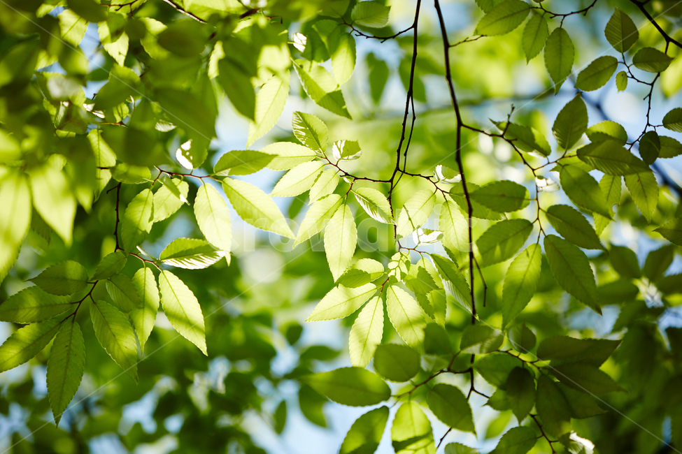 나뭇잎,잎,식물,빛,깨끗함,햇빛,여름,녹색,배경,여름,계절,summer,season,식물,자연,plants,nature,leaf,plant,veins,정맥