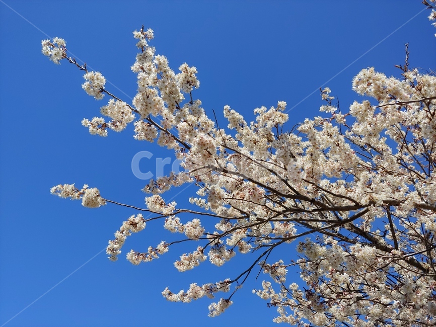 벚꽃,cherryblossom,꽃,flower,식물,봄,spring,봄,계절,spring,season