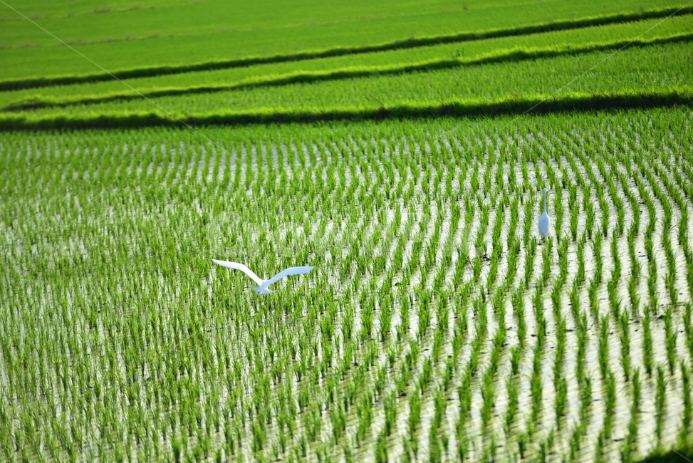 백로,새,논,벼,벼농사,논농사,푸르름,흰새,목이긴새,heron,whiteheron,bird,ricefield,산업,industry,industrial,농업,농사,agriculture,farming,farming industry