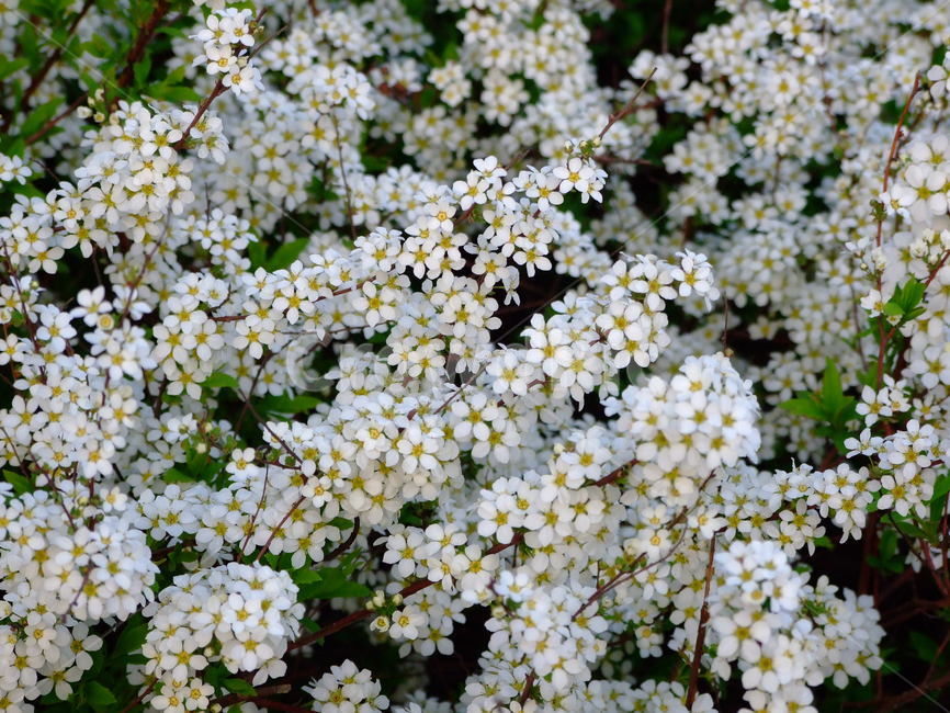꽃,식물,꽃잎,flower,흰꽃,식물,자연,plants,nature,꽃,flower