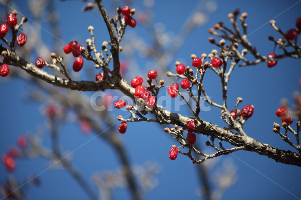 산수유,열매,빨강,가을,japanesecorneliancherry,식물,자연,plants,nature,과일,열매,fruit