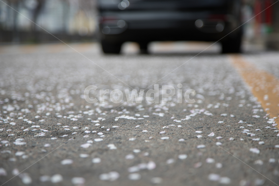 꽃잎,벚꽃잎,아스팔트,길,도로,흰꽃,꽃길,봄,계절,spring,season,flooring,바닥,tire,타이어