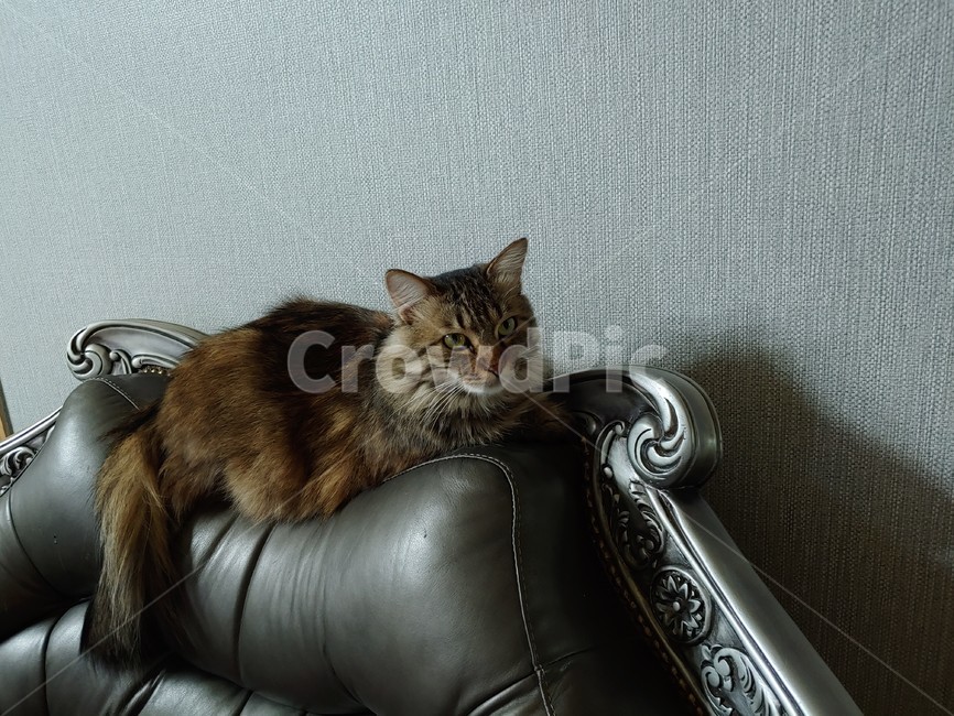 고양이,노르웨이숲,소파,엔틱가구,줄무늬
