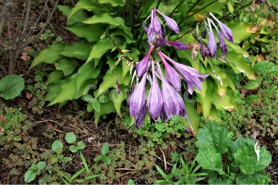 비비추,연보라색,식물,자연,lplantainlily,plant,flower,purple,향기,bloom,식물,자연,plants,nature,꽃,flower