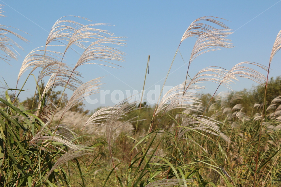 하늘,갈대,자연,nature,sky,가을,계절,fall,autumn,season,식물,자연,plants,nature,꽃,flower,grass,잔디,plant,lawn,reed